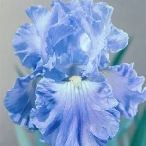 Bearded Iris Full Tide Bulbs - Wisteria Blue Flower Plant Bare Root - Image 7