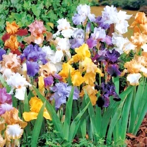 Bearded Iris Mixed Flower Bulbs - Tall, Reblooming Perennial, Vibrant Colors - Image 2