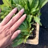 Beets Live Plants - 6 Pack, 3 inch Pots - Vegetable Garden Starts - Image 1