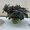 Begonia Cleopatra Live Plant – 6 Inch Pot – Unique Foliage Houseplant - Image 1