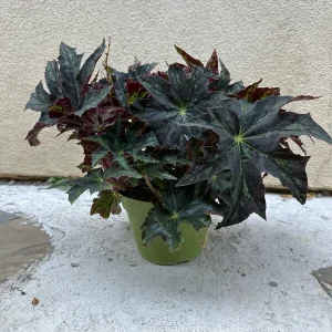 Begonia Cleopatra Live Plant – 6 Inch Pot – Unique Foliage Houseplant - Image 1