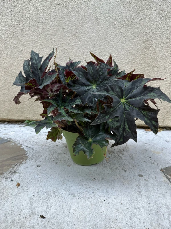 Begonia Cleopatra Live Plant – 6 Inch Pot – Unique Foliage Houseplant - Image 1