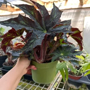 Begonia Cleopatra Live Plant – 6 Inch Pot – Unique Foliage Houseplant - Image 2
