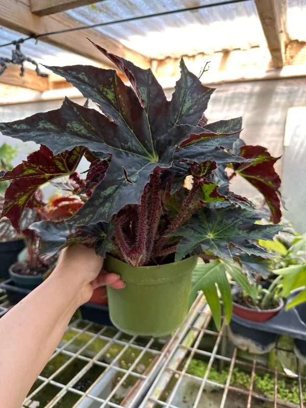 Begonia Cleopatra Live Plant – 6 Inch Pot – Unique Foliage Houseplant - Image 2