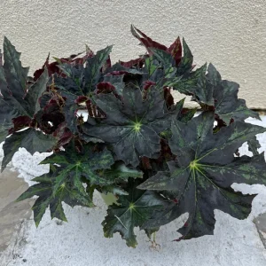 Begonia Cleopatra Live Plant – 6 Inch Pot – Unique Foliage Houseplant - Image 3