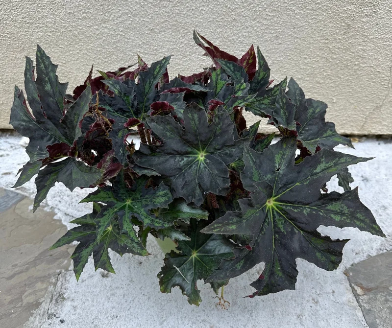 Begonia Cleopatra Live Plant – 6 Inch Pot – Unique Foliage Houseplant - Image 3