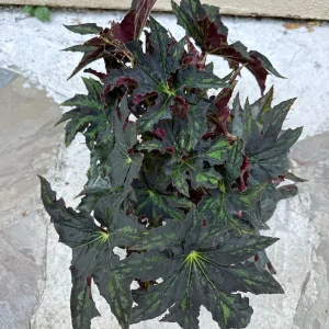 Begonia Cleopatra Live Plant – 6 Inch Pot – Unique Foliage Houseplant - Image 4