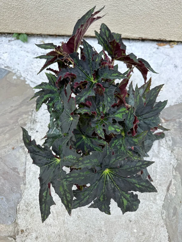 Begonia Cleopatra Live Plant – 6 Inch Pot – Unique Foliage Houseplant - Image 4
