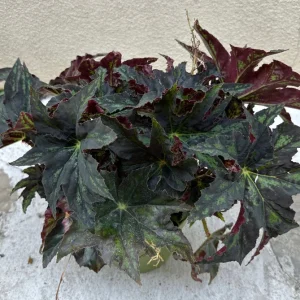 Begonia Cleopatra Live Plant – 6 Inch Pot – Unique Foliage Houseplant - Image 5