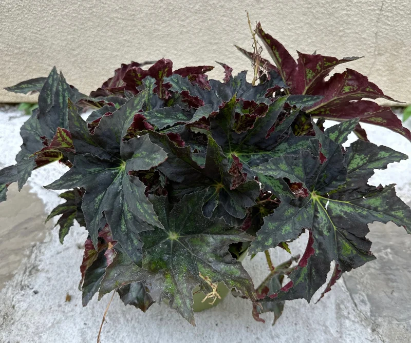 Begonia Cleopatra Live Plant – 6 Inch Pot – Unique Foliage Houseplant - Image 5