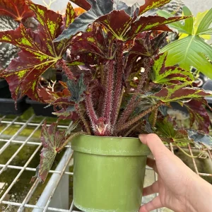 Begonia Cleopatra Live Plant – 6 Inch Pot – Unique Foliage Houseplant - Image 6