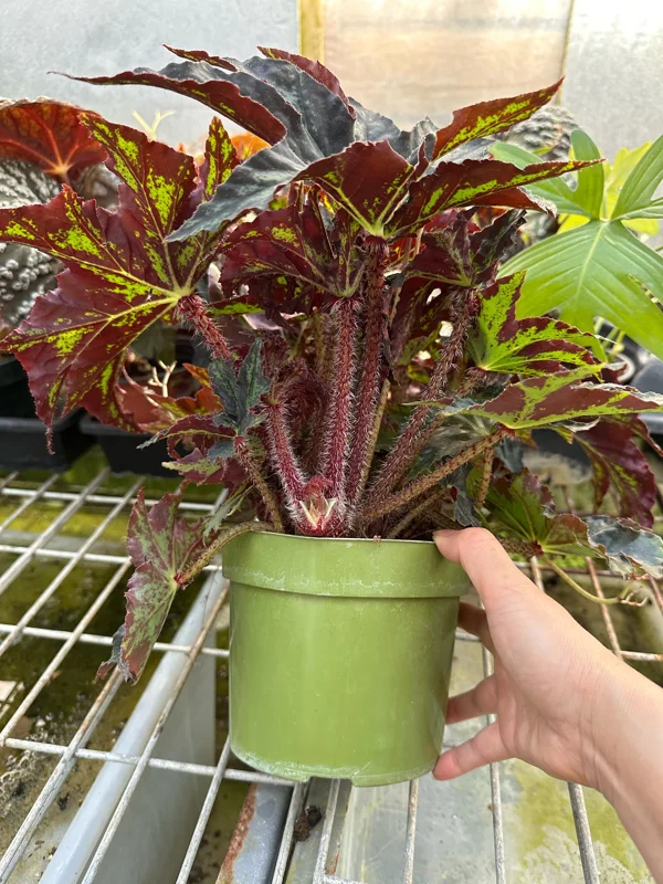 Begonia Cleopatra Live Plant – 6 Inch Pot – Unique Foliage Houseplant - Image 6