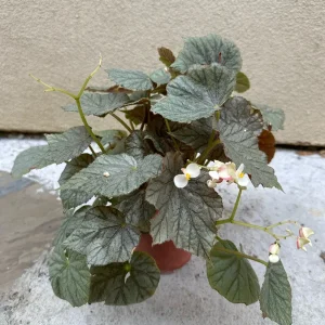 Begonia Live Plant – 6 Inch Pot – Vibrant Indoor Foliage Houseplant - Image 2