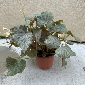 Begonia Live Plant – 6 Inch Pot – Vibrant Indoor Foliage Houseplant - Image 3