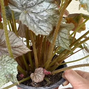 Begonia Live Plant – 6 Inch Pot – Vibrant Indoor Foliage Houseplant - Image 4