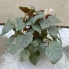Begonia Live Plant – 6 Inch Pot – Vibrant Indoor Foliage Houseplant - Image 1