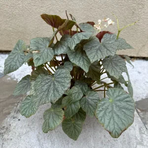Begonia Live Plant – 6 Inch Pot – Vibrant Indoor Foliage Houseplant - Image 1