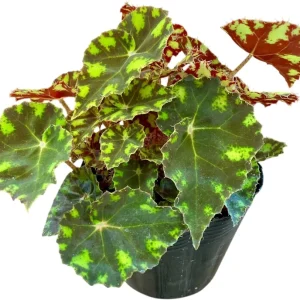 Begonia Tiger Paws Live Plant – Eyelash Begonia Houseplant 4