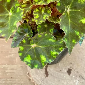 Begonia Tiger Paws Live Plant – Eyelash Begonia Houseplant 4