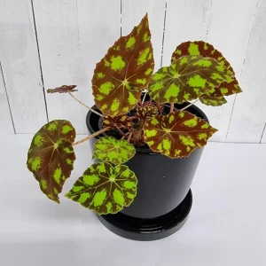 Begonia Tiger Paws Live Plant – Eyelash Begonia Houseplant 4