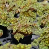 Begonia Tiger Paws Live Plant – Eyelash Begonia Houseplant 4" Pot - Image 1
