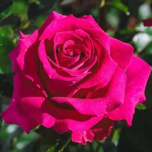 Belles Rives Rose Live Plant – Crimson Red Fragrant Blooms – 10 cm Flowers – Outdoor Garden - Image 3