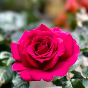 Belles Rives Rose Live Plant – Crimson Red Fragrant Blooms – 10 cm Flowers – Outdoor Garden - Image 4
