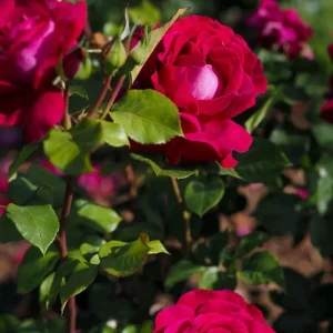 Belles Rives Rose Live Plant – Crimson Red Fragrant Blooms – 10 cm Flowers – Outdoor Garden - Image 5
