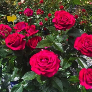 Belles Rives Rose Live Plant – Crimson Red Fragrant Blooms – 10 cm Flowers – Outdoor Garden - Image 6