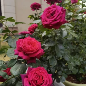 Belles Rives Rose Live Plant – Crimson Red Fragrant Blooms – 10 cm Flowers – Outdoor Garden - Image 7