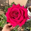 Belles Rives Rose Live Plant – Crimson Red Fragrant Blooms – 10 cm Flowers – Outdoor Garden - Image 1