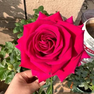 Belles Rives Rose Live Plant – Crimson Red Fragrant Blooms – 10 cm Flowers – Outdoor Garden - Image 1