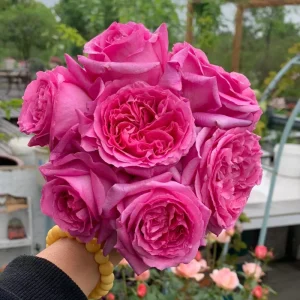 Bernadette Lafont Shrub Rose Live Plant – Fragrant Pink Blooms, Zones 6-9 - Image 2