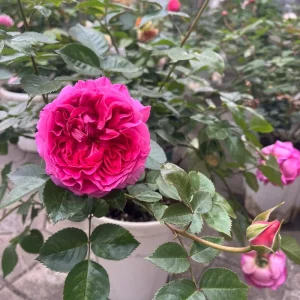 Bernadette Lafont Shrub Rose Live Plant – Fragrant Pink Blooms, Zones 6-9 - Image 3