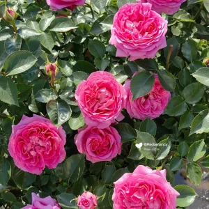 Bernadette Lafont Shrub Rose Live Plant – Fragrant Pink Blooms, Zones 6-9 - Image 4