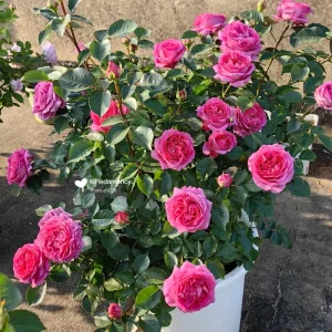Bernadette Lafont Shrub Rose Live Plant – Fragrant Pink Blooms, Zones 6-9 - Image 5
