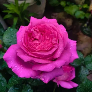Bernadette Lafont Shrub Rose Live Plant – Fragrant Pink Blooms, Zones 6-9 - Image 6