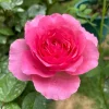 Bernadette Lafont Shrub Rose Live Plant – Fragrant Pink Blooms, Zones 6-9 - Image 1