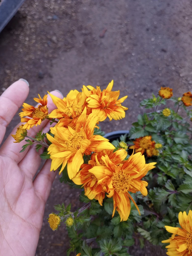 Bidens Live Plant – 6 inch Pot – Vibrant Yellow Flowers – Outdoor - Image 2