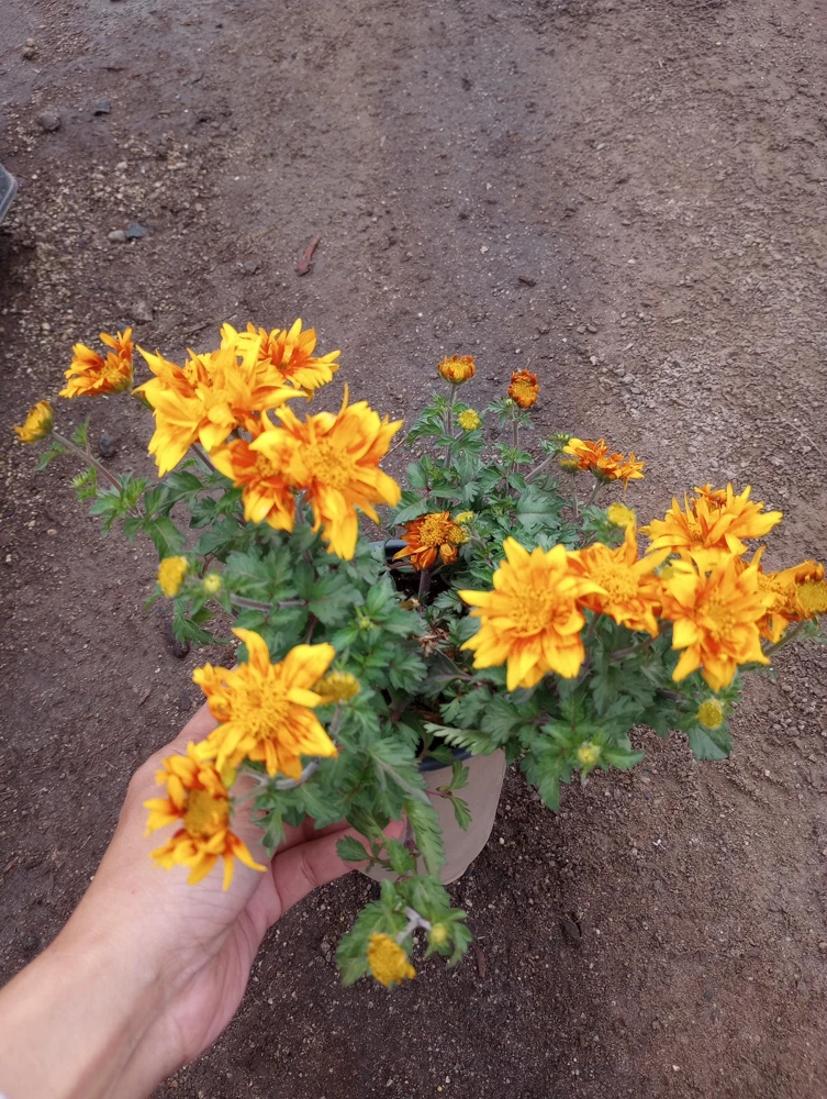 Bidens Live Plant – 6 inch Pot – Vibrant Yellow Flowers – Outdoor - Image 1