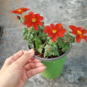 Bidens Red Live Plant – Vibrant Flowering Plant – 6 Inch Pot - Image 2