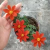 Bidens Red Live Plant – Vibrant Flowering Plant – 6 Inch Pot - Image 1