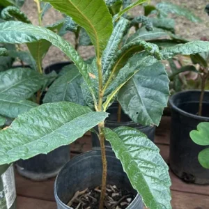 Big Jim Loquat Live Plant - 1-2 ft Tall Fruit Tree, 6 inch Pot - Image 1
