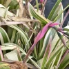 Billbergia Nutans Live Plant – Queen's Tears Bromeliad – 3 Rooted Plants – Indoor/Outdoor - Image 1