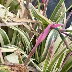 Billbergia Nutans Live Plant – Queen's Tears Bromeliad – 3 Rooted Plants – Indoor/Outdoor - Image 1