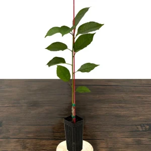 Bing Cherry Tree Live Plant – Sweet, Grafted Fruit Tree, USDA Zones 5-9, 15-20 ft - Image 2