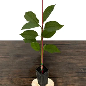 Bing Cherry Tree Live Plant – Sweet, Grafted Fruit Tree, USDA Zones 5-9, 15-20 ft - Image 3