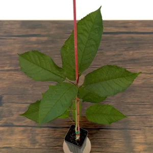 Bing Cherry Tree Live Plant – Sweet, Grafted Fruit Tree, USDA Zones 5-9, 15-20 ft - Image 4