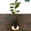 Bing Cherry Tree Live Plant – Sweet, Grafted Fruit Tree, USDA Zones 5-9, 15-20 ft - Image 1