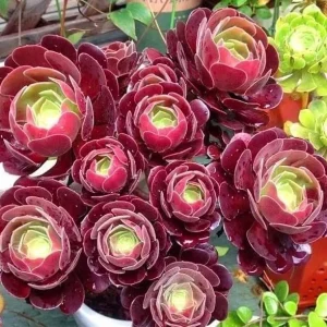 Black Aeonium Succulent Live Plant – Arboreum, 2 Inch Pot, Easy Care, Indoor/Outdoor - Image 2